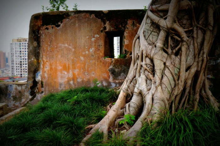 An old tree with curving roots located inside Fortaleza do Monte in Macau.