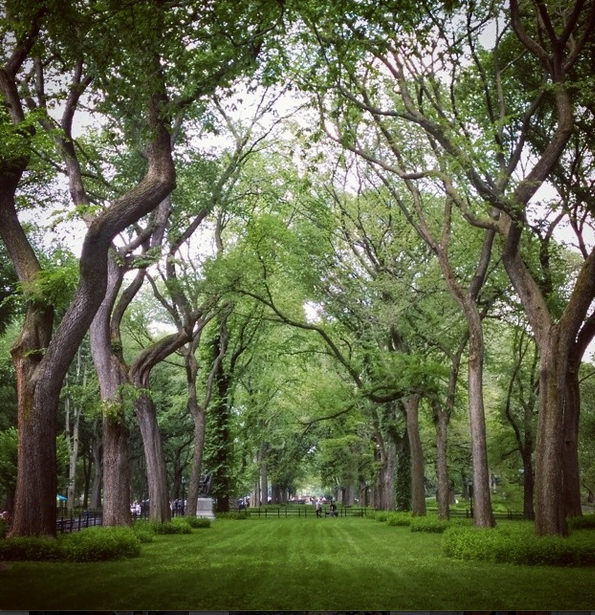 Central Park in the summertime.