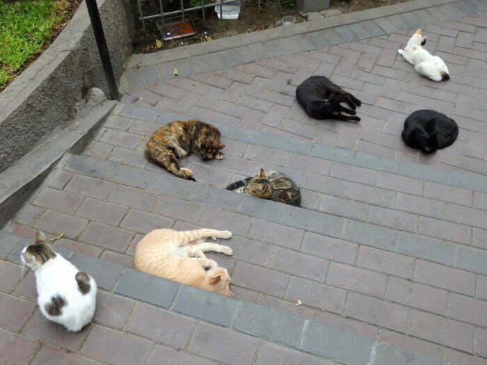 Cats in Lima at Parque Kennedy in the heart of Lima, Peru 