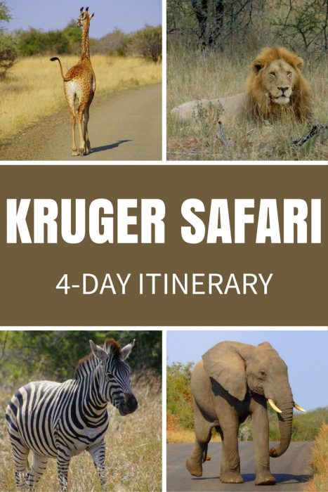 Safari in Kruger National Park: Safaris can be affordable! We did a 4-day tour of Kruger that was budget friendly. Here's our 4-day itinerary. 