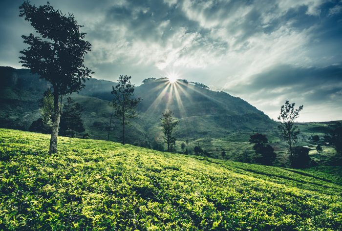 Travel in Sri Lanka during sunset 