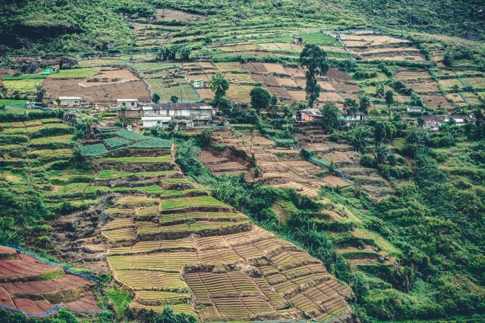 Nuwara Eilya tea plantations in Sri Lanka