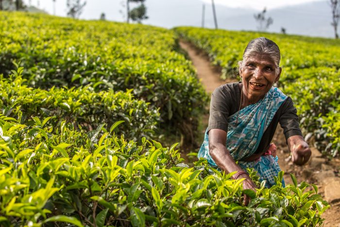 Tea pickers in Nuwara Eilya, Sri Lanka