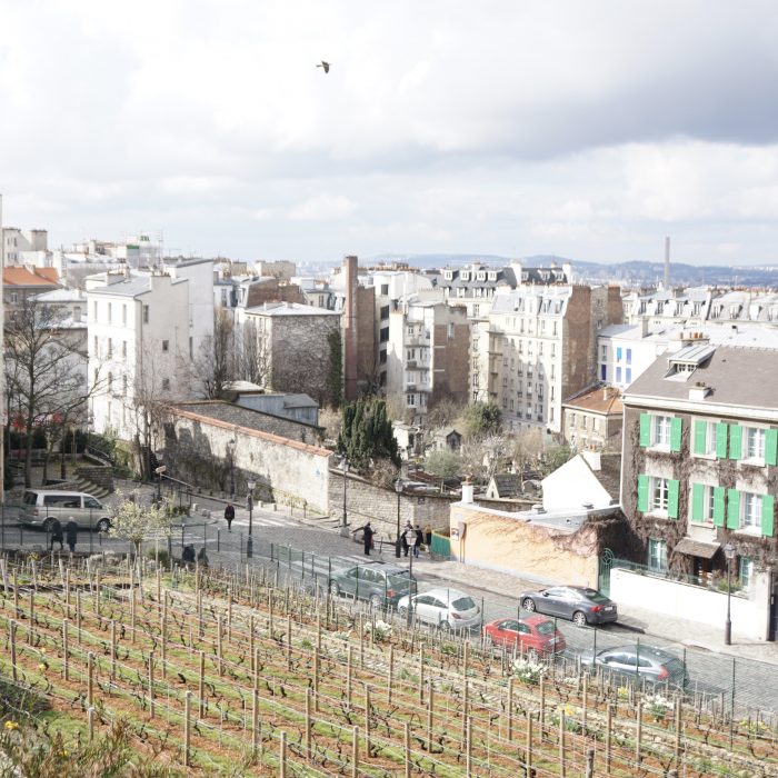 Vineyard in Montmartre, Paris