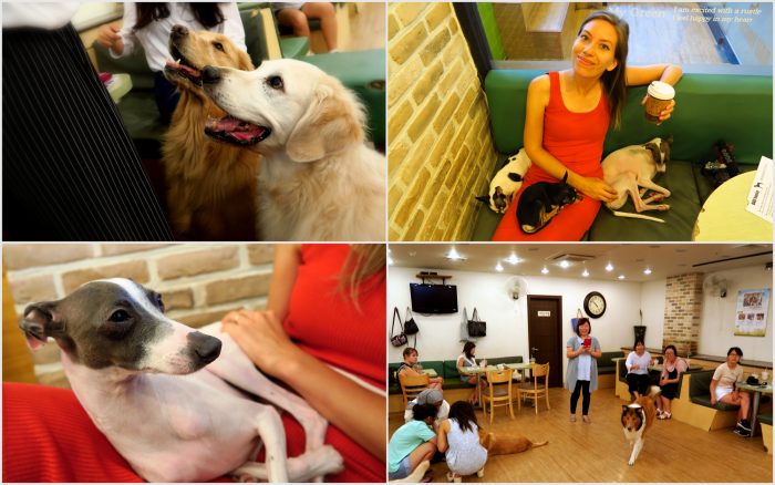 Bauhaus Dog Cafe - one of my favourite themed cafes in Seoul, Korea.