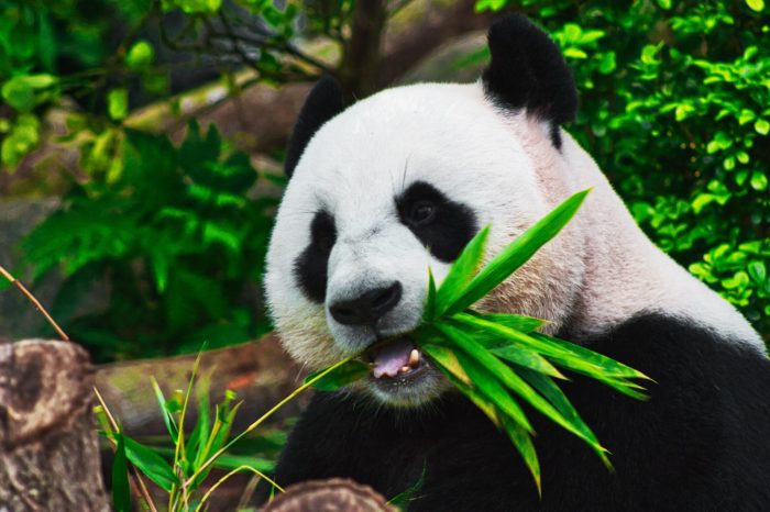 Panda bear eats bamboo