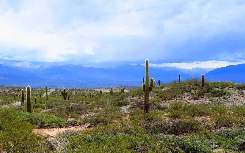 3 Day Trips from Salta, Argentina Filled with Incredible Landscapes! Cachi is a fun day trip from Salta where you will see many cactus!