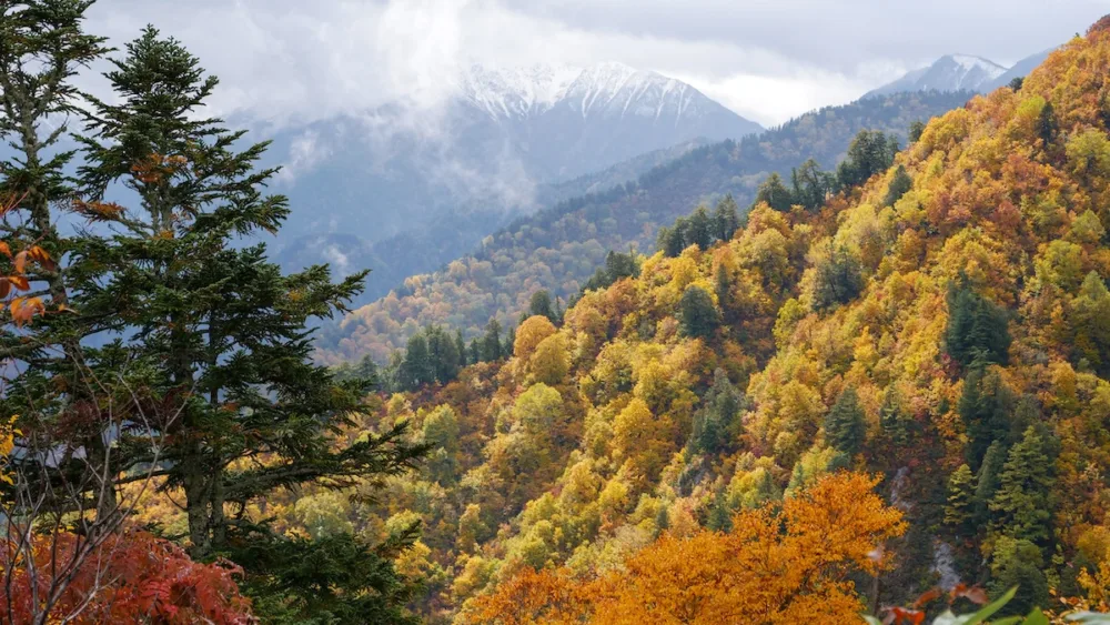 Autumn colours and snowcapped mountains at the Tateyama Ropeway lookout point 