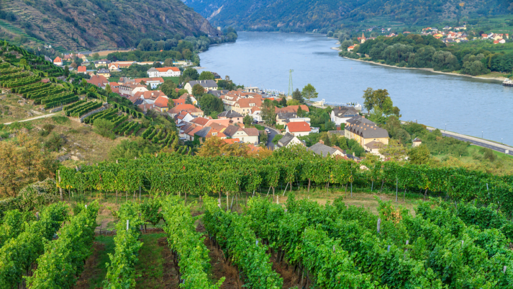 Wachau Valley vineyards near Vienna