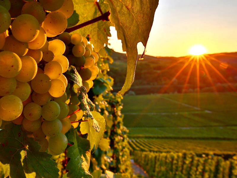 Austrian wine picnic at sunset 