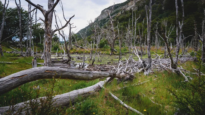 A beaver lodge distinct details in Tierra del Fuego in Argentina A beaver lodge distinct details in Tierra del Fuego in Argentina
