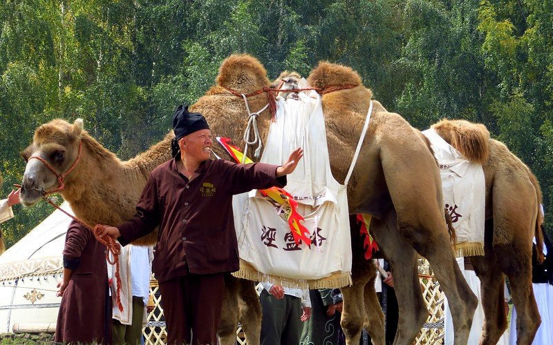 A camel caravan at the World Nomad Games with a huge double hump camel hauling a large load on its side in Kyrgyzstan 