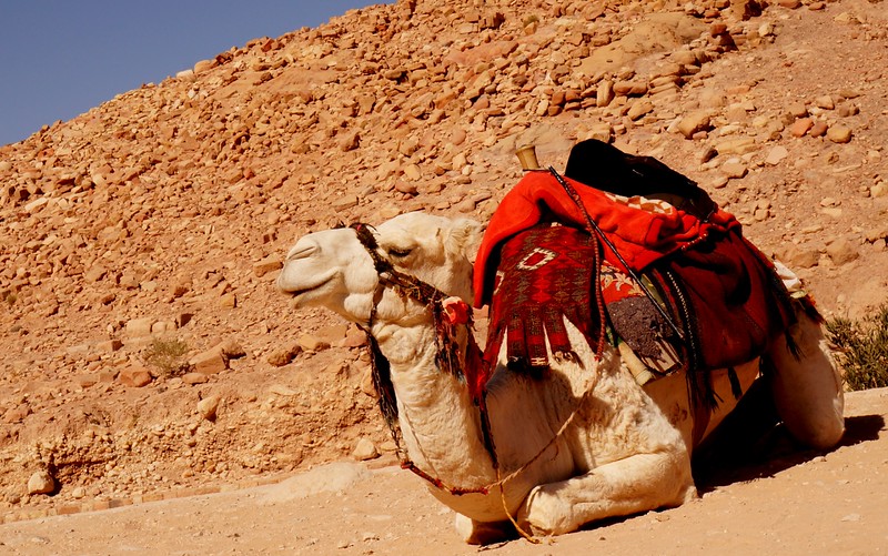 A camel taking a nap in Petra, Jordan looking all cozy and comfortable with traditional blankets draped over its hump