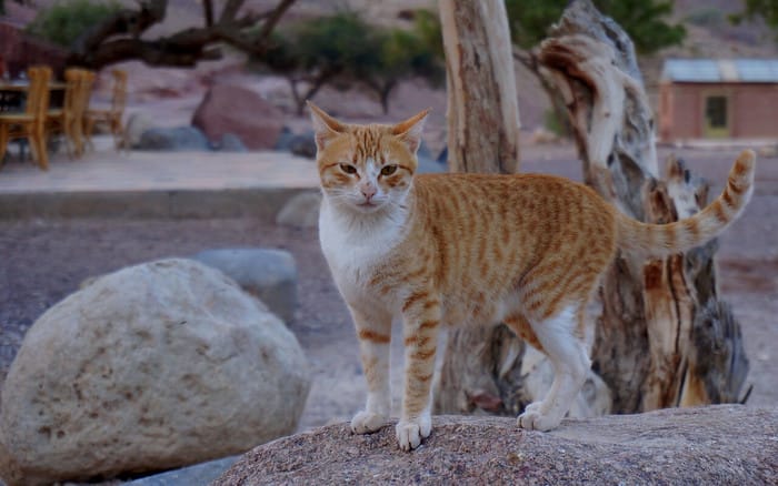 A cute cat that we encountered while staying at the Fenyan Ecolodge in Jordan