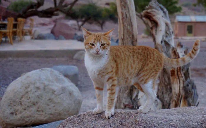 A cute cat that we encountered while staying at the Fenyan Ecolodge in Jordan