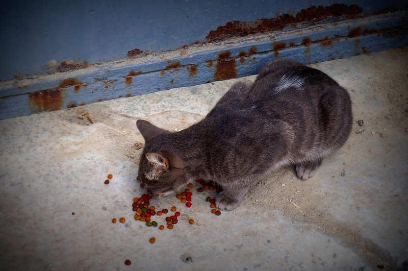 A cute grey cat eating scattered kibbles on the street in Istanbul, Turkey 