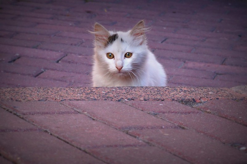 A cute white kitten in Istanbul, Turkey peaking its head above the steps with eager anticipation and full of spunk and life A cute white kitten in Istanbul, Turkey peaking its head above the steps with eager anticipation and full of spunk and life