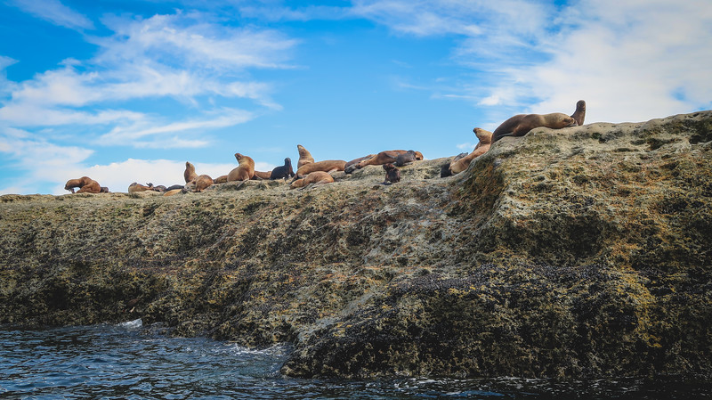 A Day Trip to Caleta Valdés and Punta Delgada on Península Valdés