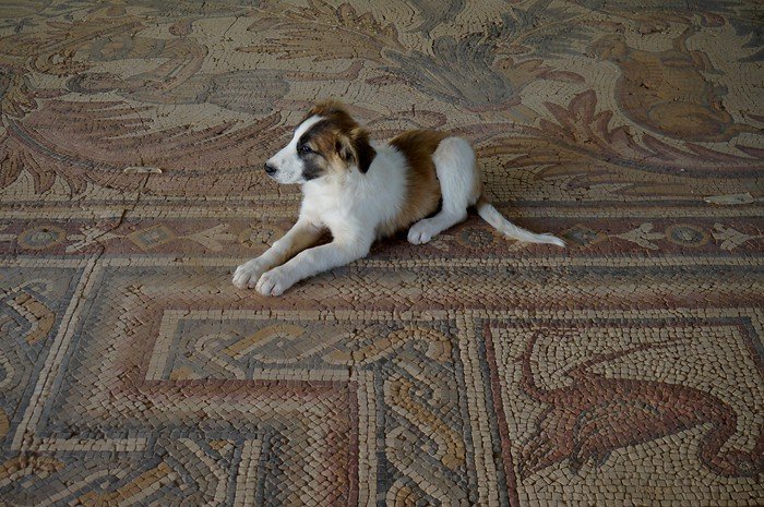 A dog playing on top of ancient mosaics at Mount Nebo. Bad puppy! Actually it was quite funny and moment we won't forget from our Jordan trip