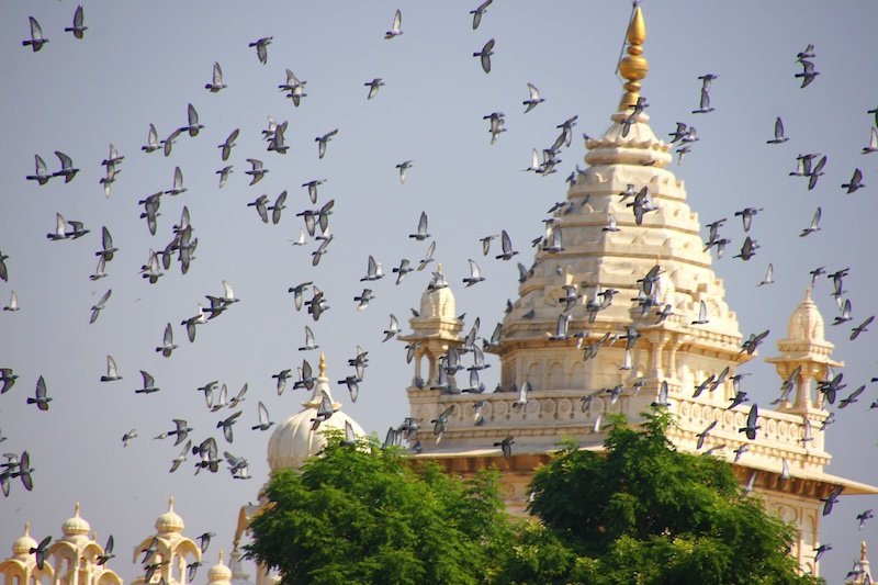 A flock of birds flying together in Jodhpur, India 