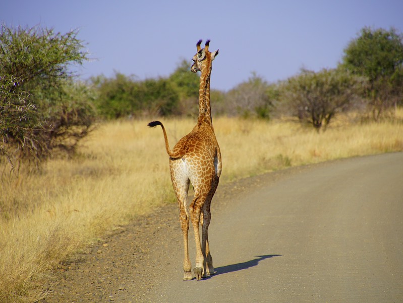 A giraffe on safari in South Africa as we visited Kruger National Park 