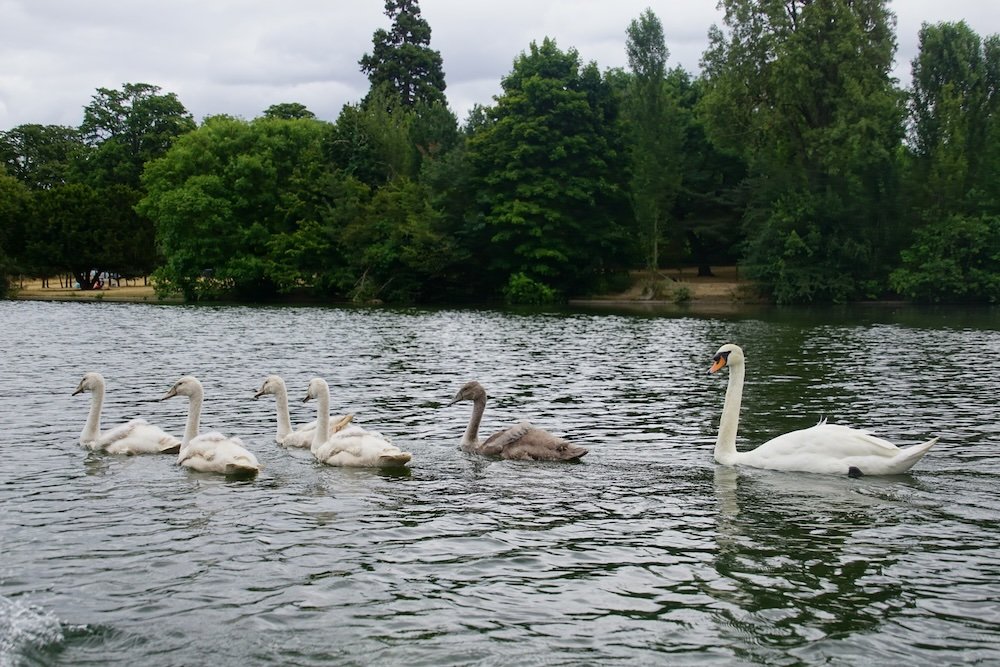 A green escape with swans at the lake in Paris, France A green escape with swans at the lake in Paris, France