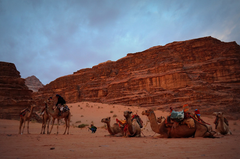A herd of camels in Wadi Rum, Jordan at sunrise getting ready for transportation with iconic rock formations in the background