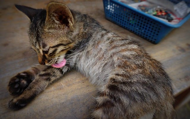 A kitten washes himself that we notice while visiting China visiting a remote rural village 