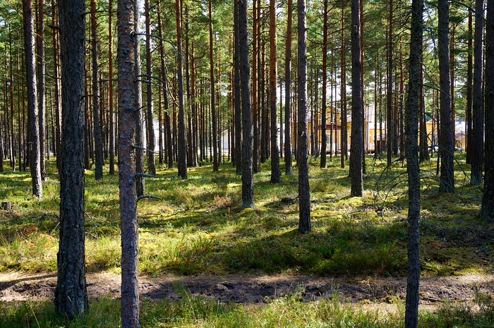A little walk through the woods in Hanko, Finland lined with many trees