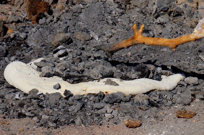 A loaf of bread cooked the traditional Bedouin way covered in dirt and rocks and made naturally from the earth in Jordan