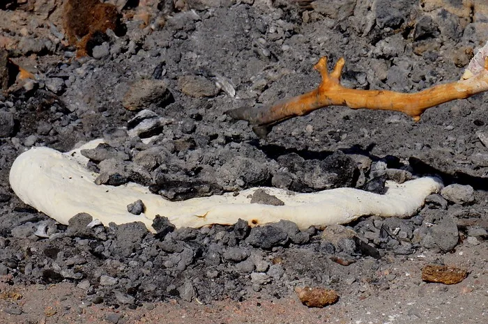 A loaf of bread cooked the traditional Bedouin way covered in dirt and rocks and made naturally from the earth in Jordan