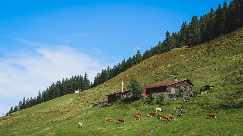 A log restaurant in the mountains in Tirol with cows grazing in the foreground and a forest in the background in Austria