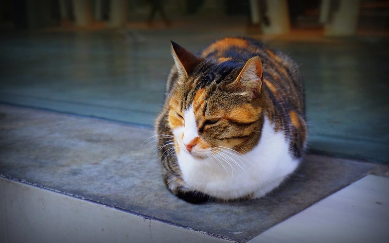 A multi color cat sleeping on a mat in Istanbul, Turkey so comfortably as if this were his very own house