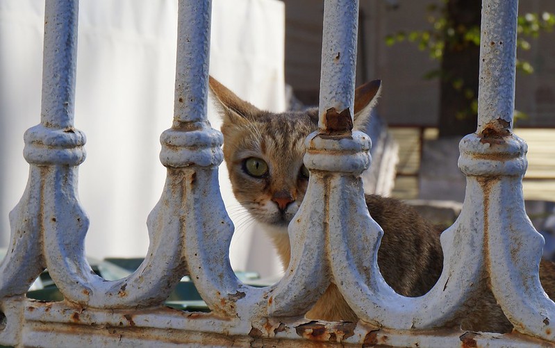 A shy Turkish cat looking at us through the gates of a house in Istanbul, Turkey with curious eyes and a distinct angular face A shy Turkish cat looking at us through the gates of a house in Istanbul, Turkey with curious eyes and a distinct angular face