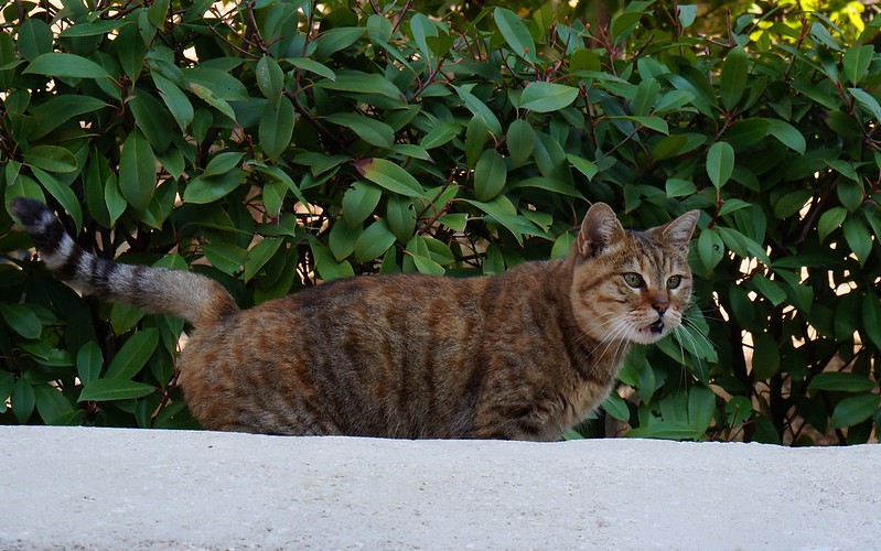 A stray cat in Istanbul that looks like it just got into a fight in Turkey with the appearance of a tough scrapper A stray cat in Istanbul that looks like it just got into a fight in Turkey with the appearance of a tough scrapper