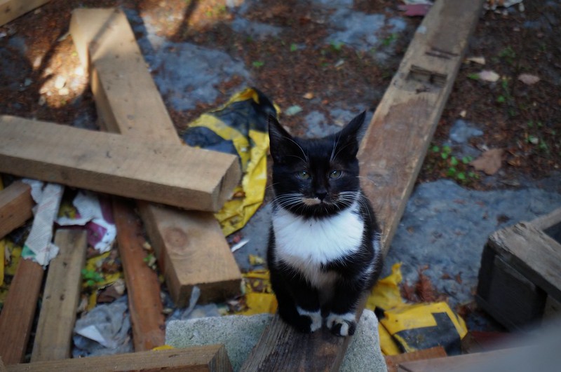 A very cute black and white cat looking up at us in Istanbul, Turkey with the cutest face and the appearance of a wearing a tuxedo A very cute black and white cat looking up at us in Istanbul, Turkey with the cutest face and the appearance of a wearing a tuxedo