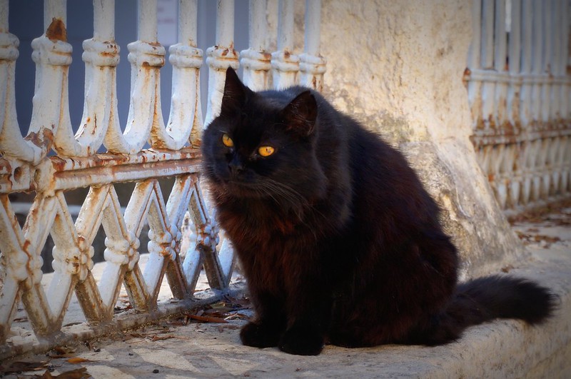 A very distinct and somewhat spooky Halloween style of black cat with yellow eyes in Istanbul, Turkey 
