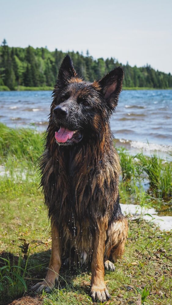 A very wet and happy Togo the German Shepherd dog on the New Brunswick road trip 