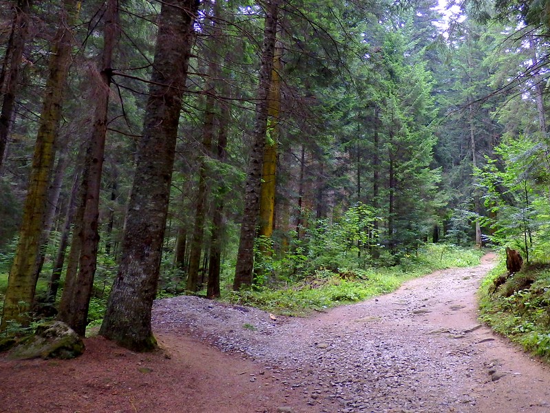 A walk in the woods in Romania with well defined trails and massive trees that made things ever so much more adventurous 