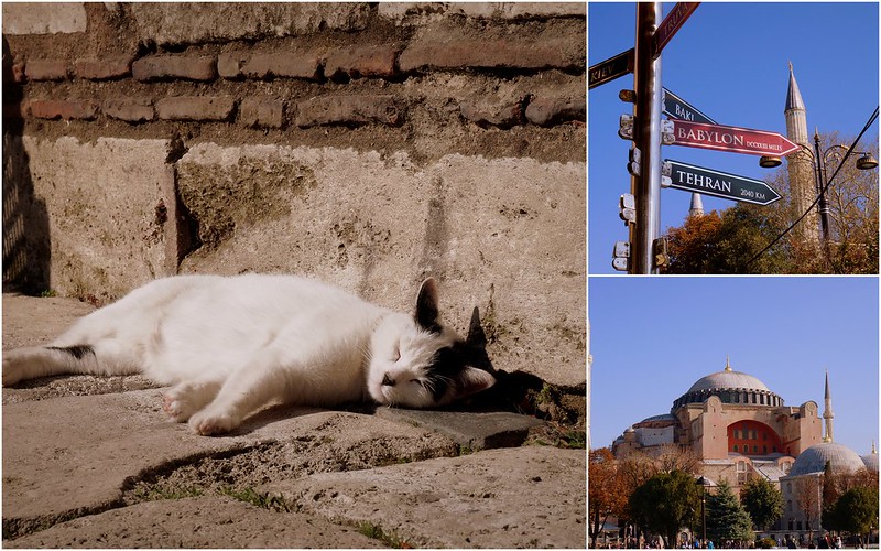 A white cat sleeping on the curb in Istanbul, Turkey alongside images of famous cities distances and distinct mosques 