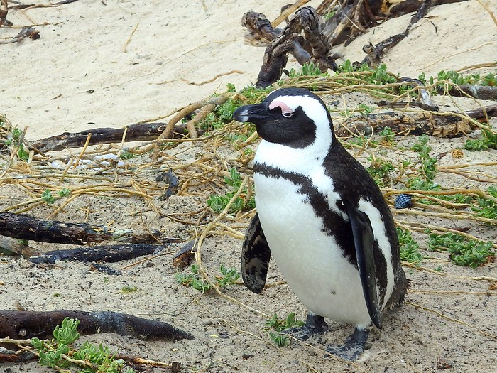 African penguin close-up shot on the beaches of South Africa 