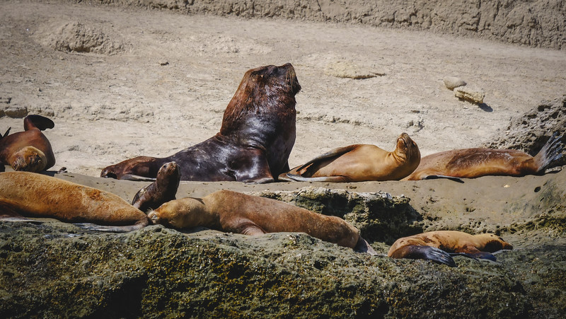 Alpha male sea lion in his harem standing big, tall and massive compared to all of the others visiting Peninsula Valdes in Argentina