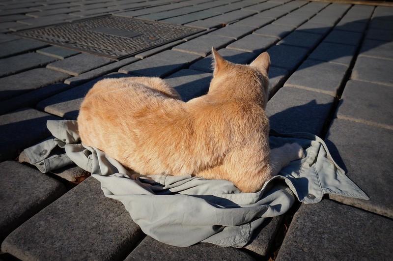 An huge orange cat sleeping on top of a shirt in Istanbul, Turkey with harsh shadows