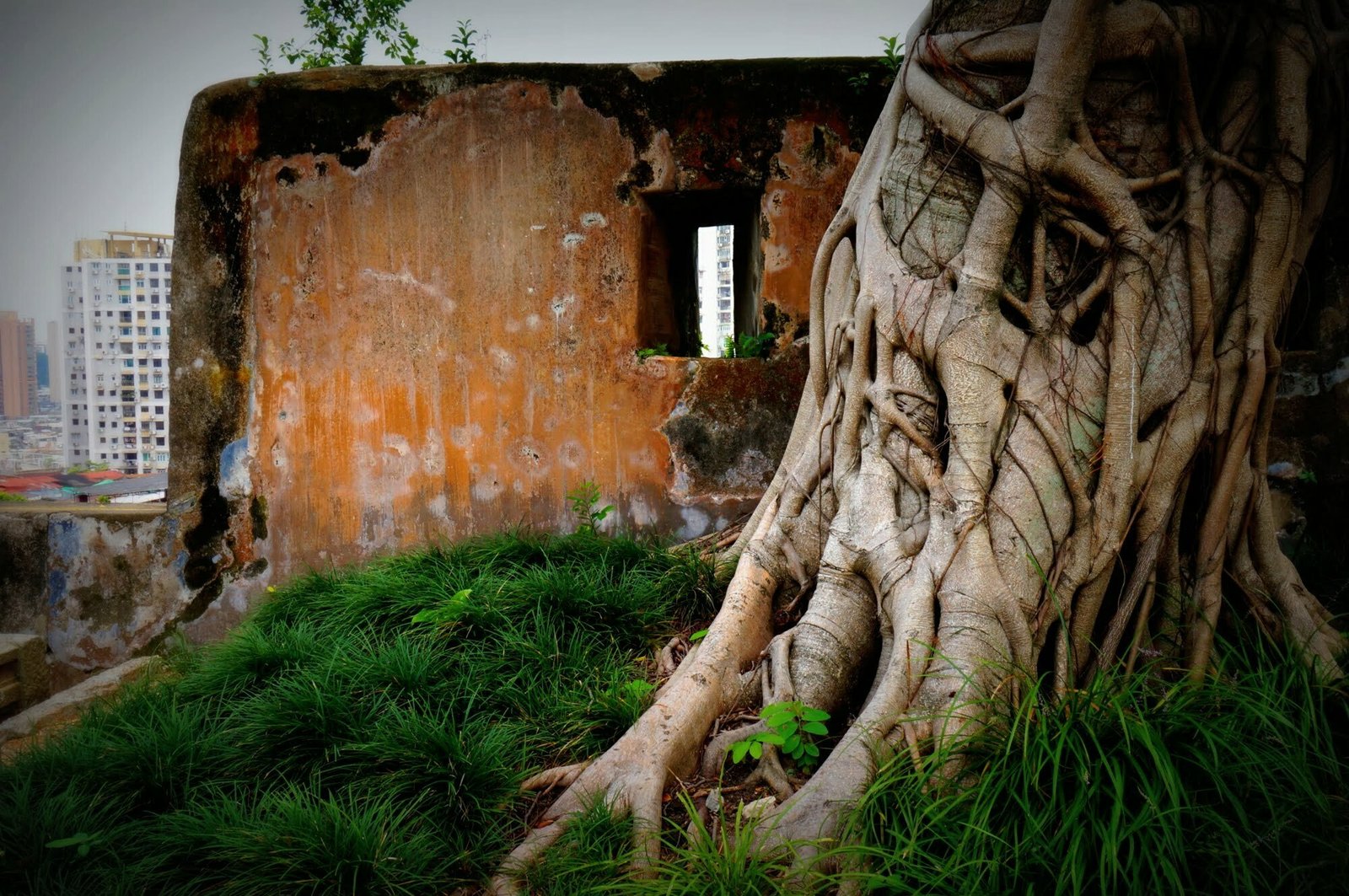 An old tree with curving roots located inside Fortaleza do Monte in Macau for a glimpse into the past An old tree with curving roots located inside Fortaleza do Monte in Macau for a glimpse into the past