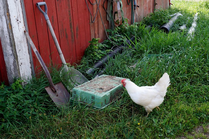 Around the barn in Finland where we encountered chicken and farming equipment 
