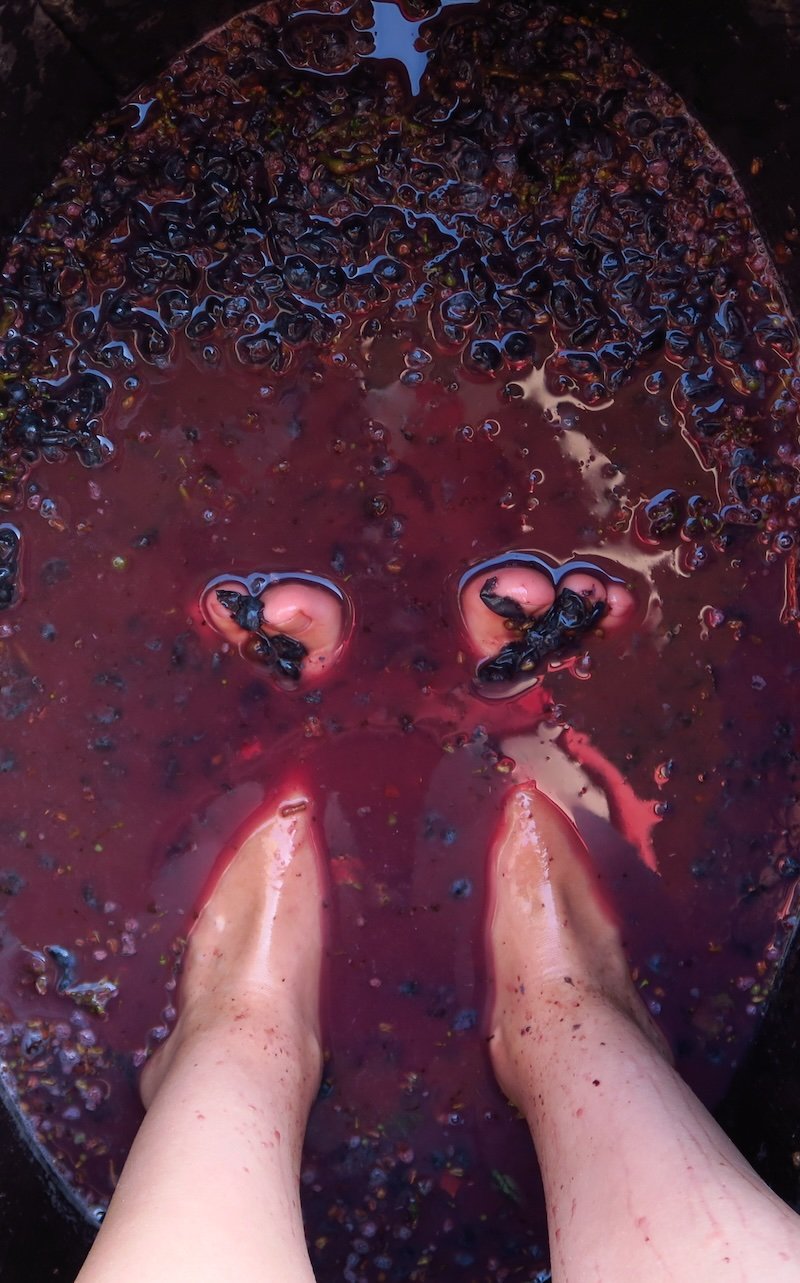 Close-up of Audrey Bergner of That Backpacker stomping freshly harvested grapes at La Vinyeta winery in Costa Brava, Spain, with vivid details of grape skins, juice, and feet immersed in the traditional winemaking process during a vineyard tour