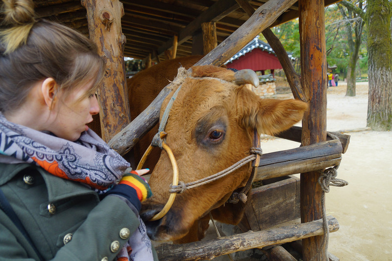 Audrey Bergner That Backpacker with the cow biting at her clothing at the Korean Folk Village in Yongin, Korea