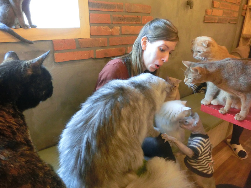 Audrey Bergner feeding a group of curious cats at the cat cafe in Hongdae neighbourhood in Seoul, Korea
