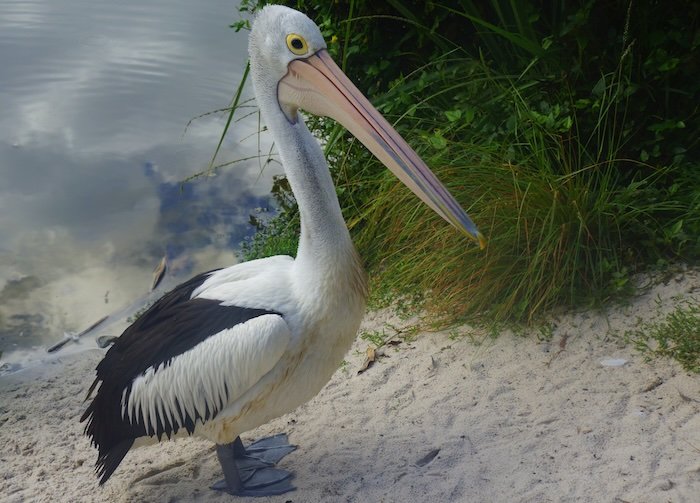 A Australian Pelican standing on sandy ground near the water’s edge, showcasing its long pink bill, white plumage, and black-tipped wings at Currumbin Wildlife Sanctuary on the Gold Coast, Australia