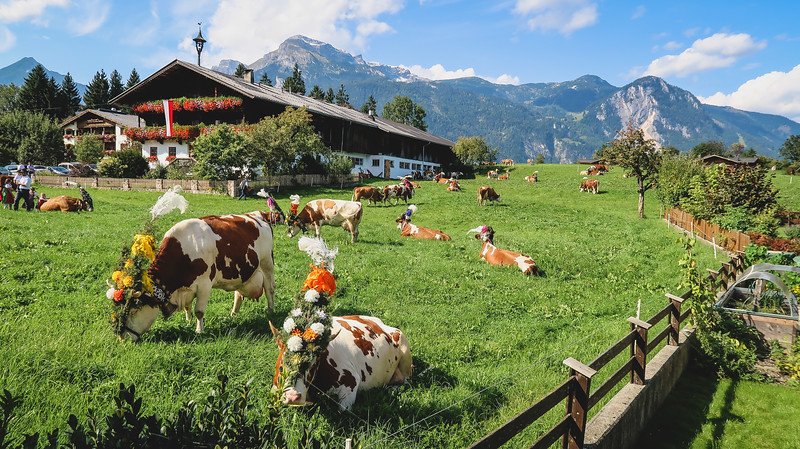 Austria’s Almabtrieb: When the Cows Come Home From the Alps!